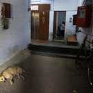 India_Dog_Attacks_83136.jpg