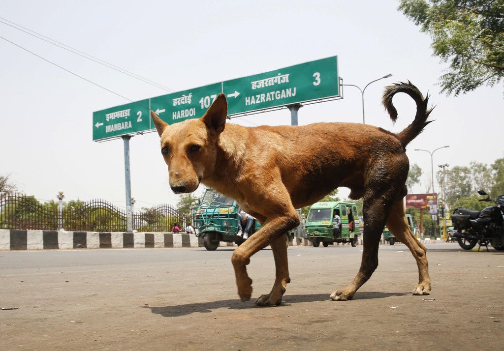 India_Dog_Attacks_88395.jpg