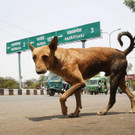 India_Dog_Attacks_88395.jpg