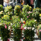 Alles für die Mütter am Muttertagsmarkt