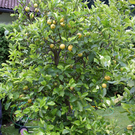 Schruns Sluga G5.JPG