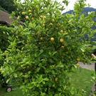 Schruns Sluga G6.JPG