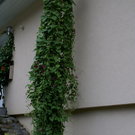 Silbertal Vonderleu G6.JPG