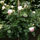 St Gallenkirch Ender G3.JPG