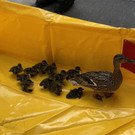 11052018__c__MA68_Lichtbildstelle _1_.jpg