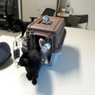 Wien: Katzen von Besitzer in Behälter ausgesetzt