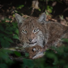 Luchsnachwuchs im Wildpark