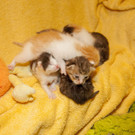 Gerettete Katzenbabys in Lochen