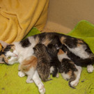 KatzenammemitBabys_C_Pfotenhilfe_SonjaM__llner.jpg