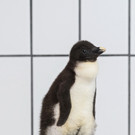 Nachwuchs bei Felsenpunguinen in Schönbrunn