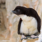 Pinguinküken in Schönbrunn