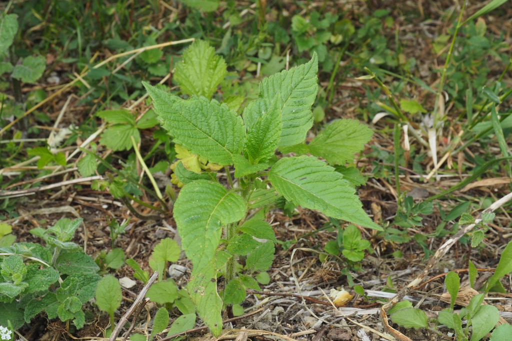 x_P5190227.JPG