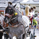 20180527_FMT_10_Kutschen-Gala_KJ_020.JPG