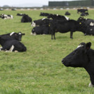 New_Zealand_Cow_Disease_04012.jpg