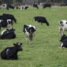 New_Zealand_Cow_Disease_59661.jpg