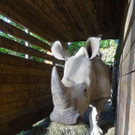 ZooSBG_Nashorn_Tayo_Transportkiste.jpg
