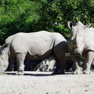 ZooSBG_Nashorn_Tayo_Yeti.jpg