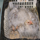 Wiener Tierschutzverein: Polizei entdeckte 62 Hühner bei Verkehrskontrolle