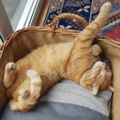 LEO