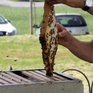 IMG_1219.JPG