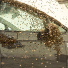 Bienen belagerten Fahrrad und Auto in Krems