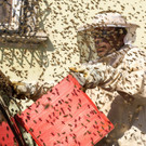 bienen belagerten auto und fahrrad in krems.jpg