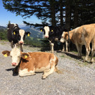 hohe Kugel 08-2017_kam _1_.JPG