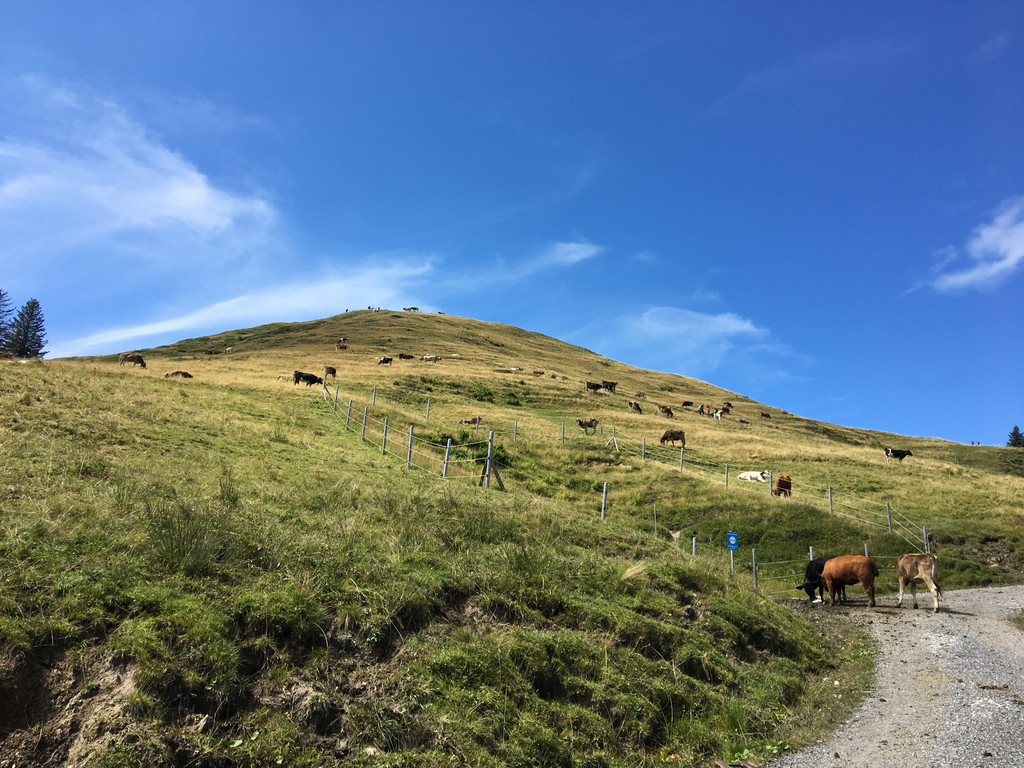 hohe Kugel 08-2017_kam _2_.JPG