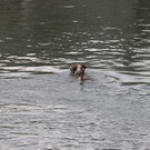 20180601fmt_Hund_salzach_fm_06.JPG