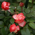 Lustenau K__nig Irmi G DSC01886.JPG