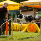 Agility, Hund und Mensch