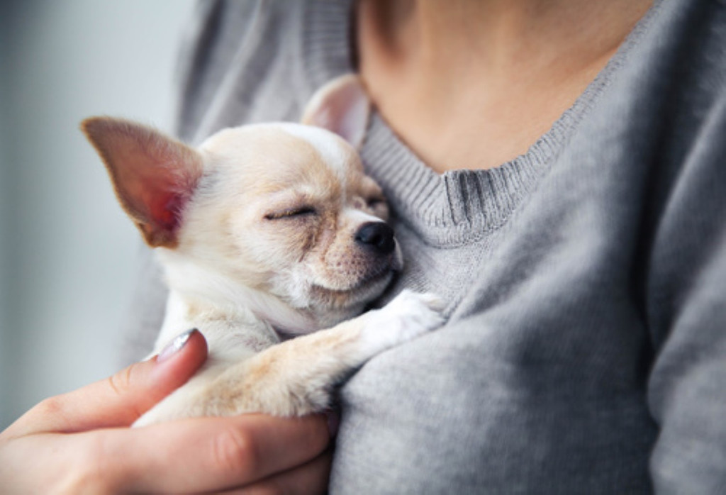hund _7_ _Andere_.jpg