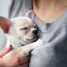 hund _7_ _Andere_.jpg