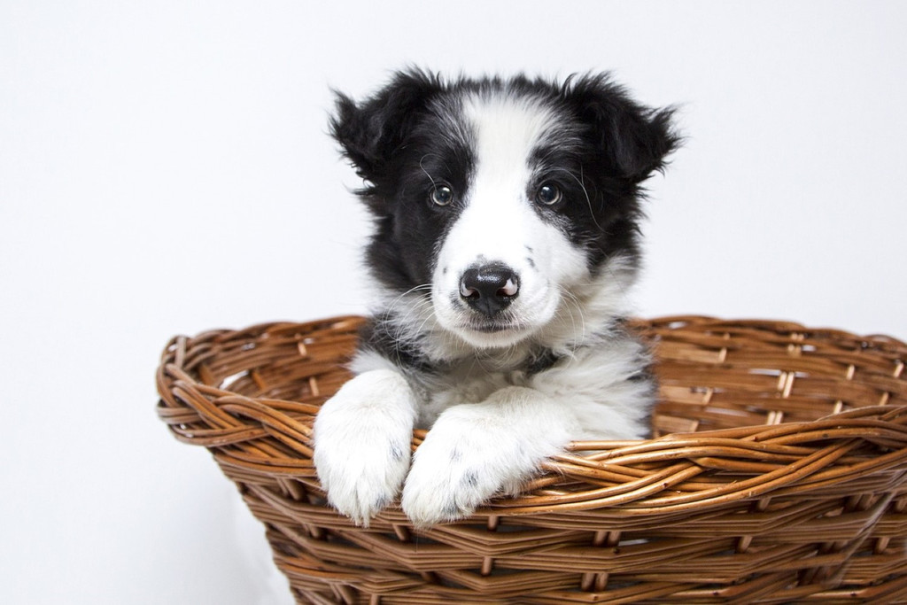 hund _9_ _Andere_.jpg