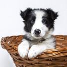 hund _9_ _Andere_.jpg