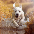 hund _4_ _Andere_.jpg