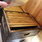 Tag der offenen Tür des Bienenstocks