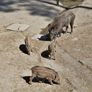IMG_5720.JPG