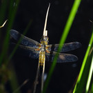 DSC03011 Vierfleck.JPG