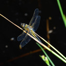 DSC03029 Vierfleck.JPG