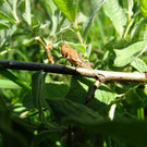 DSC03060.JPG