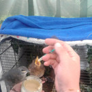 Pfotenhhilfe kümmert sich um Vogel-Babys