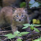 Luchs-Zwillinge im Tiergarten Schönbrunn