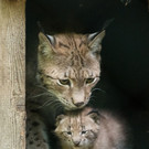 Luchs Babys in Schönbrunn