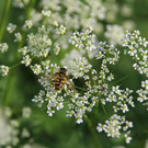IMG_4353.JPG