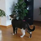 Katze Momo