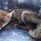 Berufsfeuerwehr rettet Hund und Fuchs