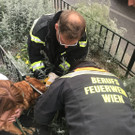 11062018__c__MA68_Lichtbildstelle _Hund_.jpg