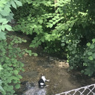 Tote Katze in Lochau gefunden