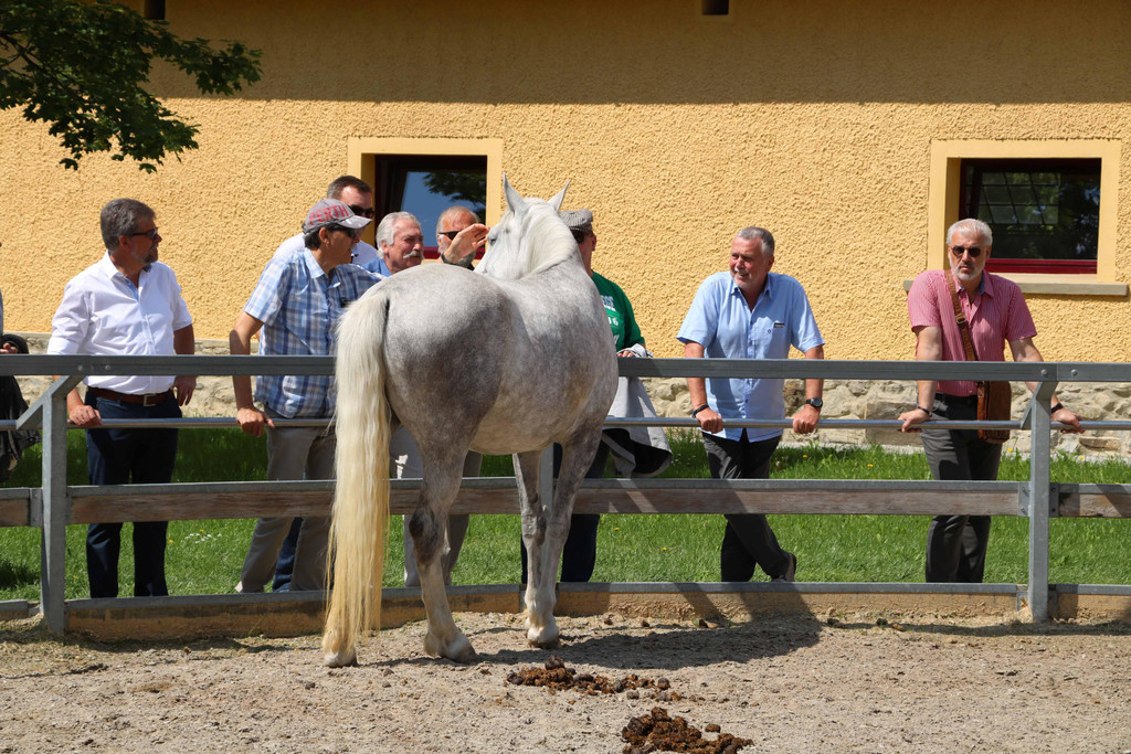 Lipizzaner Gest__t in Piber.jpg